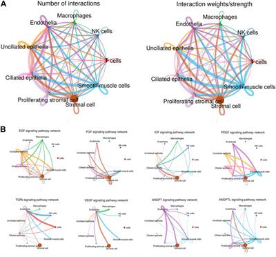 Single-Cell Transcriptomics of Proliferative Phase Endometrium: Systems Analysis of Cell–Cell Communication Network Using CellChat